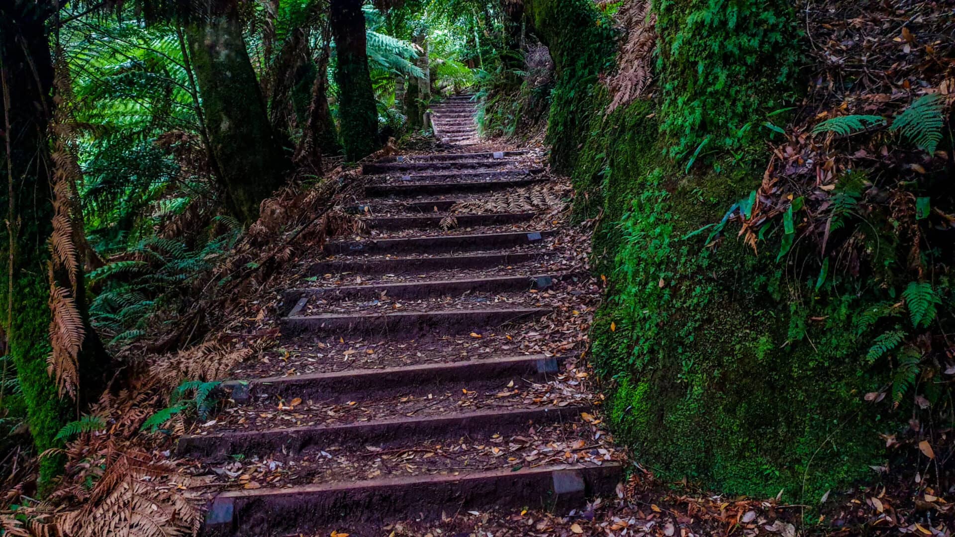 The stairs leading down to liffey falls