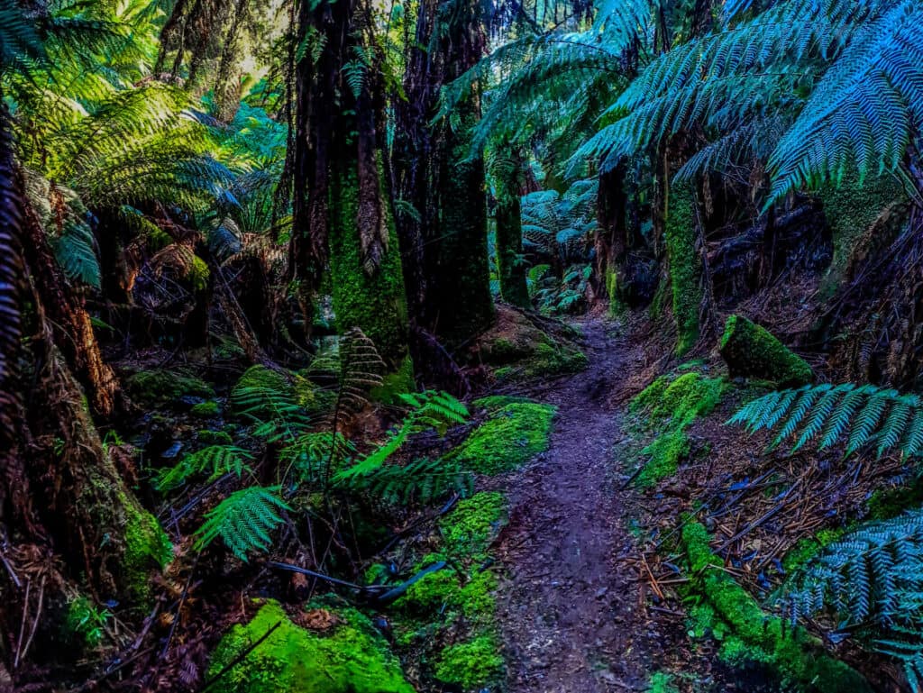 Pathway through the forest- surrounded by Ferns
