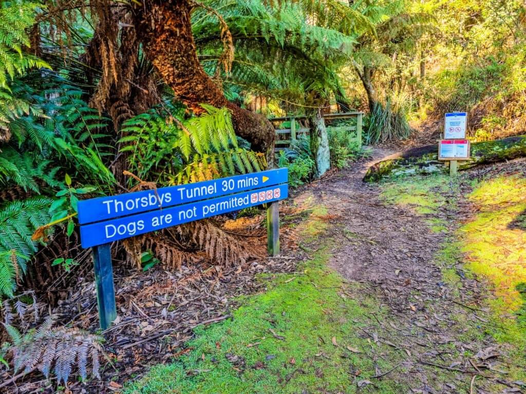 Throsby Tunnel forest walk