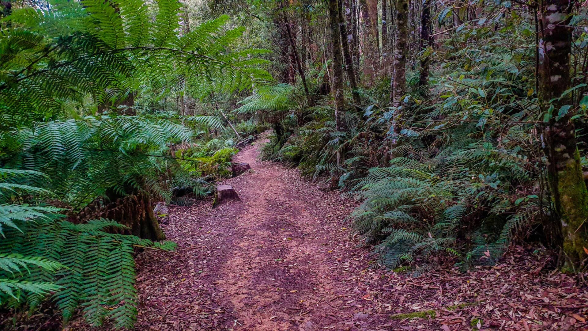The path leading to Liffey falls- along the way you will see many ferns leading the path and tall trees