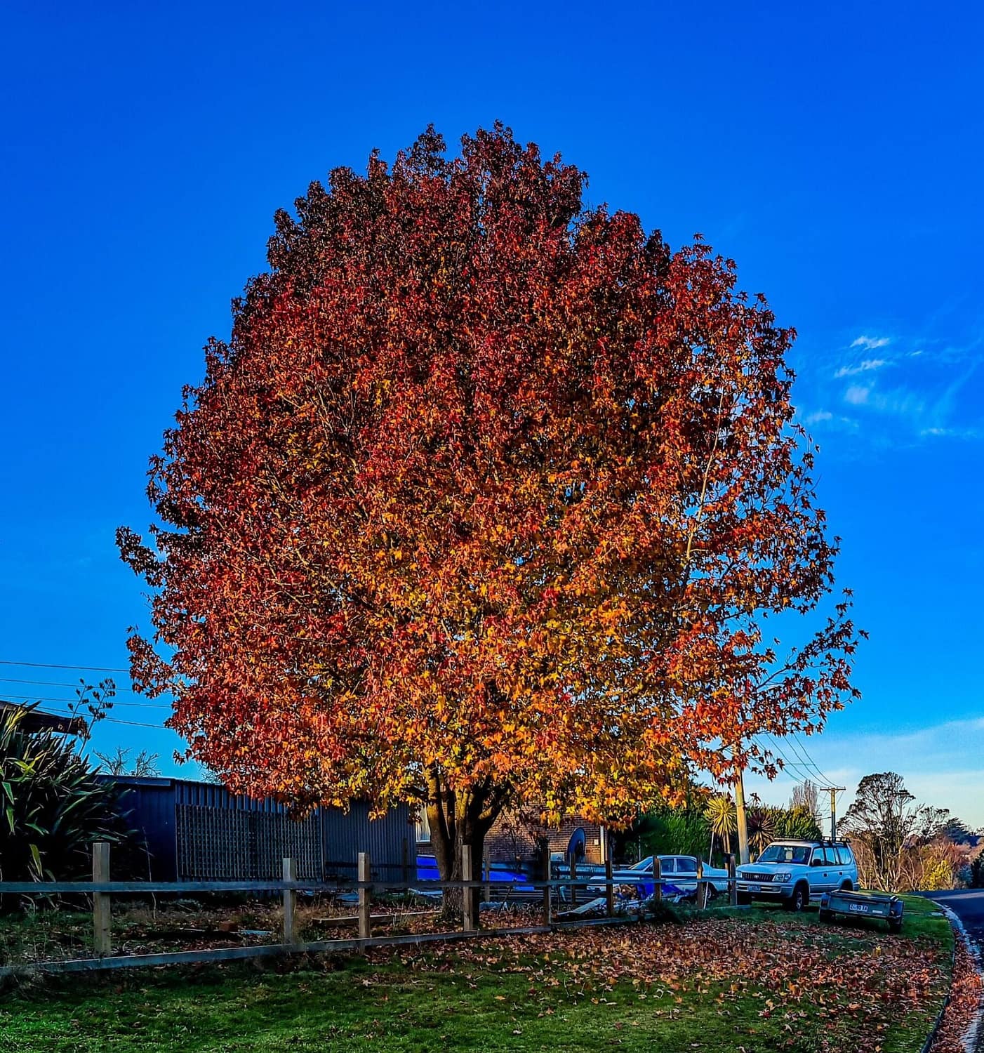 a large beautiful autumn tree in Deloraine